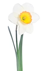 Crédence de cuisine en verre imprimé Narcisse Belle jonquille isolé sur fond blanc
