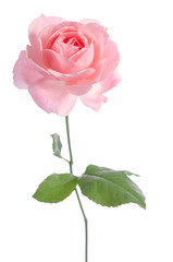 Beautiful fresh light pink rose isolated on white background