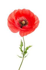 single red poppy isolated on white