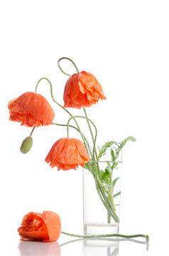 Bouquet of poppies in glass vase isolated on white background