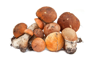 Mushroom of Leccinum aurantiacum