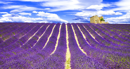 Plakat blooming violet feelds of lavander in Provance, France