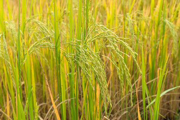 Rice field in Thailand