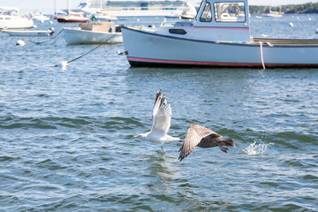 Seagulls Skimming the Water