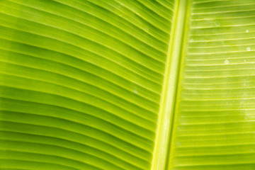 closeup of banana leaf texture, green and fresh,