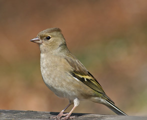 Bird