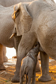 Mother Elephant with Baby in Sunset, Etosha National Park