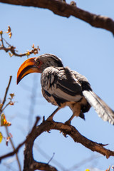 Hornbill sitting on Branch, Namibia.