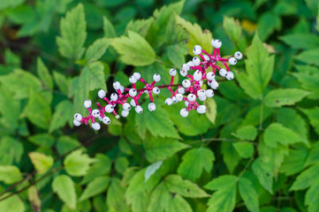 Berries of Actaea pachypoda