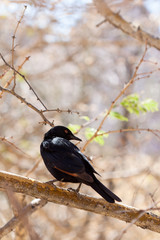 Single Pale-winged Starling, Namibia.