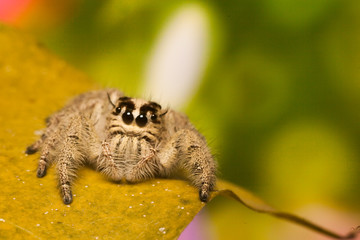 Jumping spider : 
at Phutthamonthon Buddhist park - Thailand
