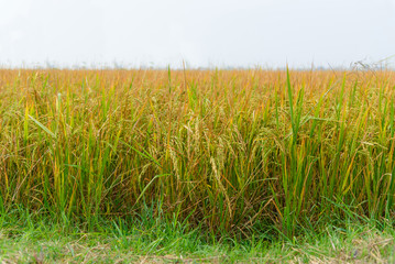 Rice field in Thailand