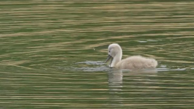 Very cute swan chick (mute swan Cygnus olor) is looking for food in a lake. Summertime, June in Scandinavia. Location: Lomma, southern Sweden. Filmed in 4k.

