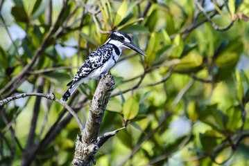 Pied Kingfisher on its perch