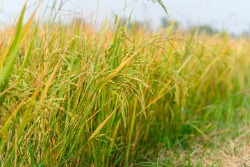 Rice field in Thailand