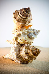 Sea Shells Seashells, sea shells from beach - panoramic - with l