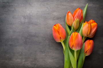 Tulips, orange on the grey  background.