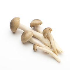 Mushroom on the isolated background.