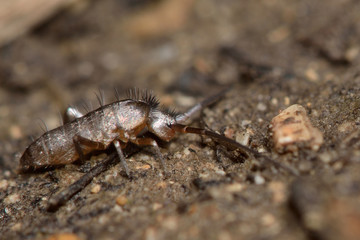 Pogonognathellus longicornis springtail. This is the largest British springtail, in the order Collembola and family Tomoceridae
