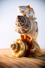 Sea Shells Seashells, sea shells from beach - panoramic - with l