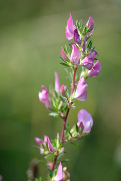 Spiny restharrow (Ononis spinosa). An attractive member of the pea family (Fabaceae), with delicate pink flowers
