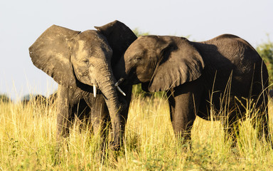 two affectionate elephants