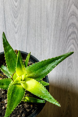Obraz premium Aloe vera in pot on wooden background
