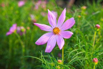 Fototapeta premium Beautiful Cosmos flower field