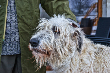  Irish wolfhound dog at winter,  Irish wolfhound dog with his owner, Master and his dog, Man  caress his dog Irish wolfhound.