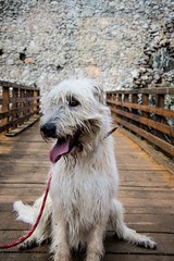 Portrait of beautiful Irish Wolfhound dog, Irish Wolfhound sitting on the bridge in castle, Wolfhound dog guard in castle