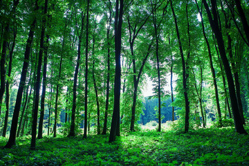Fototapeta premium beautiful green forest