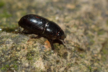 Aphodius granarius dung beetle. Beetle found in cow pats in the family Scarabidae
