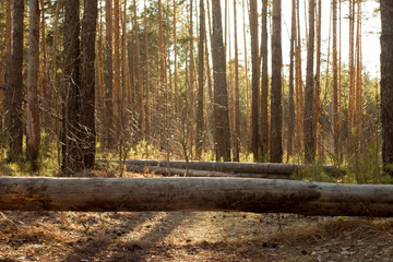 Лес