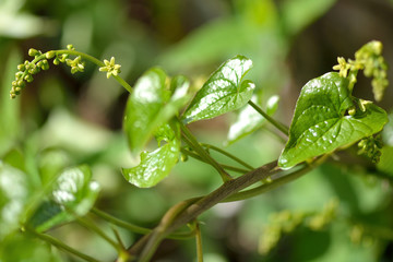 Black bryony (Tamus communis) in flower. A monocot in the yam family (Dioscoreaceae), flowering in the English countryside

