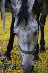 Naklejka na ściany i meble Horses grazing on a rural pasture near the forest. Livestock animals feed on farm yard