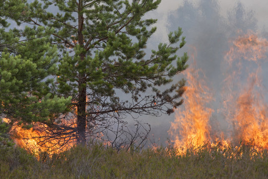 Pine wood and heather in fire.