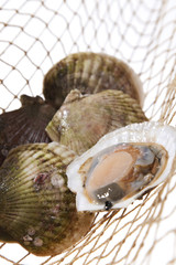 帆立貝の漁イメージ