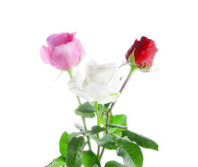 Obraz premium Bunch of red, white and pink roses isolated on white background