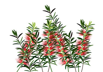 bottle brush flower,red flowers on white background,vector illustration