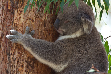 Koala hanging onto eucalyptus tree while sleeping