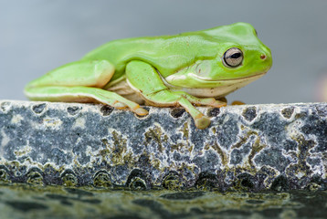 Green tree frog on edge of pond