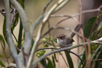 Bird in the Australia outback