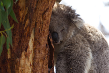 Koala in a Koala conservation park