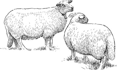 two sheeps on the pasture