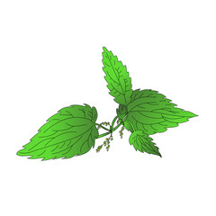 Nettle