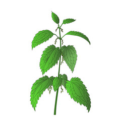 Nettle