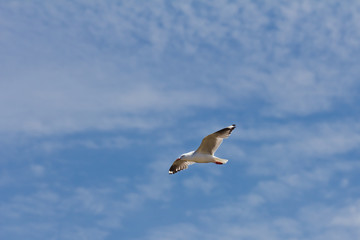 Seagull soaring in the skies