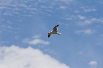 Seagull gliding in the wind