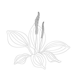 Plantain © ninafedorova