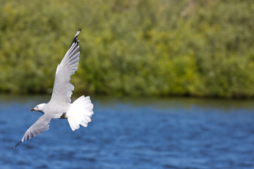 Sideview of a seagull flying